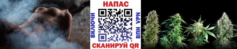 Канабис планчик  Заполярный 